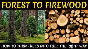 Premium firewood for sale near you in upstate new york. Firewood From The Forest Learn How To Cut Split Stack It Baileylineroad