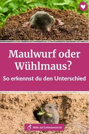 Vielleicht kennt ihr eine website dafür? Pin Auf Schadlinge