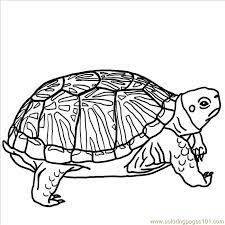 Select the coloring page based on the range of letters you want to give practice and let the children having real fun in learning english alphabet. Ornate Box Turtle Bw Coloring Page For Kids Free Turtle Printable Coloring Pages Online For Kids Coloringpages101 Com Coloring Pages For Kids