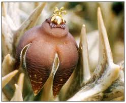 Image result for Orbea umbracula