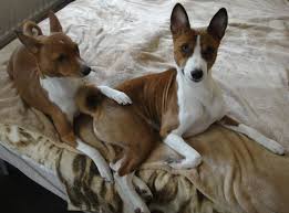The domestic dog (canis familiaris or canis lupus familiaris) is a domesticated form of wolf. The Great Big Basenji Faq