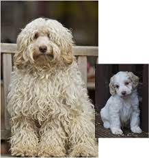 Before And After The Cockapoo Club Of Gb