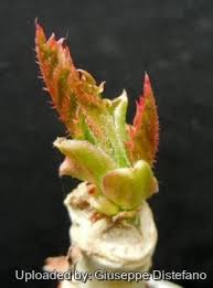 Image result for Cyphostemma jaegeri