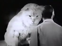 World Of Giants Special Agent Cinema Cats In 2020 Tabby Cat Cats Feline