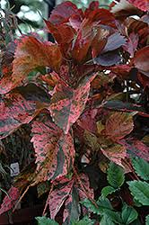Image result for Acalypha manniana