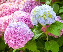 Kosakata bahasa arab di bawah ini terdiri dari berbagai kategori, ada yang merupakan kata benda tentang bunga, tentang hewan, tentang benda di sekolah, benda di rumah, dsb. 9 Fakta Arti Dan Makna Bunga Hydrangea Kembang Bokor Bibitbunga Com