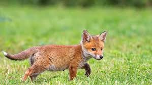 Baby animals on the other hand are often really genuinely cute. Hd Wallpaper Fox Baby Field Grass Animals Baby Fox Wildlife Wild Animal Wallpaper Flare