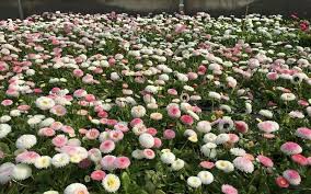 Jetzt im onlineshop entdecken und bestellen. Balkonpfanzen Und Terrassenpflanzen In Kusnacht Bei Zurich Kaufen