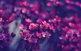 Discover all images by marta bieńkowska. Flower Aesthetic Wallpaper Purple Novocom Top