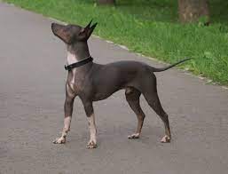 Nov 16, 2020 · terrier is a type of dog originally bred to hunt vermin. American Hairless Terrier Welpen Nackthund Hunde Kleinanzeigen Net