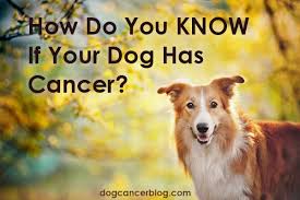 This is problematic because a dog's prognosis is better when the tumor is caught and treated before it. Welcome To Dog Cancer Blog