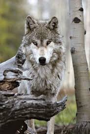 Pin By Naute Wolfe On Lobos In 2020 Wolf Love Wolf Eyes Wolf Dog