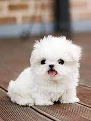 40 White Puppies Ideas Puppies White Puppies Cute Puppies