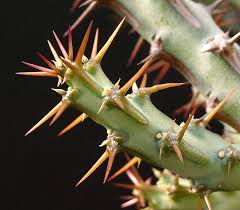 Image result for Euphorbia schinzii