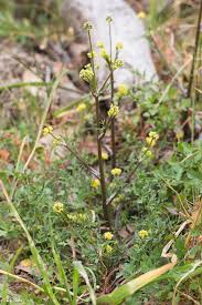 Image result for Sanicula elata