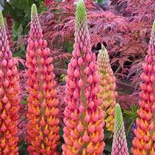 Lupine Westcountry Terracotta Tall Perennials Perennial Plants Plants