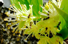 Image result for Dovyalis sp. A