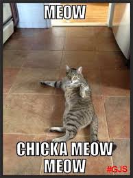 Overview For Kittysoftbutt Funny Animal Pictures Funny Animals Funny Cats