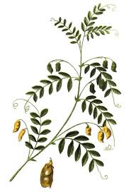 Image result for Lens culinaris