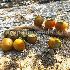 Image result for Diospyros dichrophylla