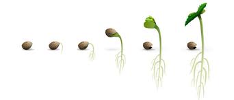 Earlier germination was discovered by a researcher, s.k. How To Germinate Old Cannabis Seeds Cannaconnection Com