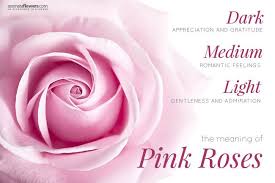 Check spelling or type a new query. Pink Rose History Varieties And Meaning Pollen Nation Rose Light Pink Rose Rose Meaning