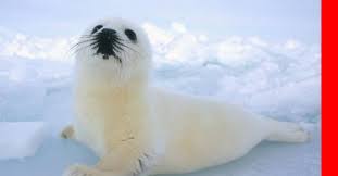 Ohrenlose robbe natur robbenschutzgebiet, seal ocean, ohrlose dichtung, seehund, säugetier png. Rettet Die Robben Seehunde Niedliche Tierbabys Tiere Wild