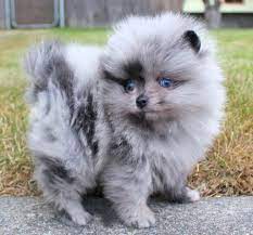 Our chihuahua quality you wont find just anywhere! Blue Pomeranian Puppies For Sale Novocom Top