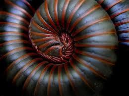 Black And Yellow Millipede Florida Pin On Textures And Patterns