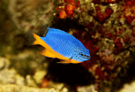 Maybe you would like to learn more about one of these? Ikan Hias Air Laut Damselfish Ikan Binatang Lautan