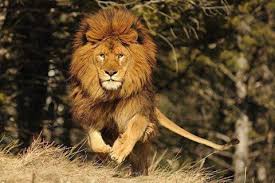 Amazing Shot The King Of Animals Visit Our Page Wildlife And Nature Pictures For More Photos Animals Wild Animals Lion