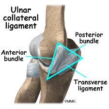 The elbow joint is made from 3 bones: Ulnar Collateral Ligament Injuries Eorthopod Com