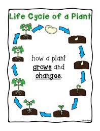 Plant Parts And Life Cycle Anchor Charts