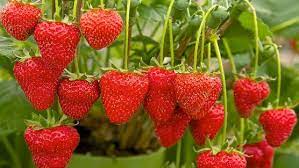 How many strawberries do you get per plant? Growing Your Own Gardening Advice And Tips Rhs Gardening