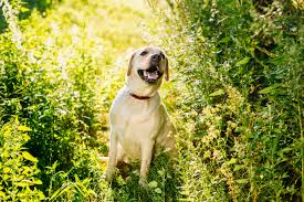 labrador karakteri ve yetenekleriyle gercekten de dunyanin en populer irki olmayi hakediyor adini kanada nin retriever labrador retriever labrador retrievers