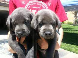 We did not find results for: Akc Silver Labrador Pups Southern California Akc Silver Lab Puppies Los Angeles California