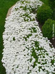 Candytuft A Garden Must Have Live Creatively Inspired