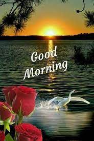818 Nature Good Morning Images Photos Flowers Pictures In 2021 Free Good Morning Images Good Morning Nature Good Morning Picture