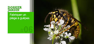 Check spelling or type a new query. Comment Fabriquer Un Piege A Guepes Ou A Frelons
