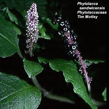 Image result for Phytolaccaceae