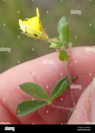 Image result for Argyrolobium tomentosum