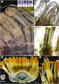 Upper east side flower delivery options: Tissue Specificity Of E B Farnesene And Germacrene D Accumulation In Pyrethrum Flowers Sciencedirect