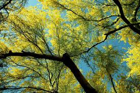 Palo verde trees spread bright yellow flowers across the dsert. 9 Native Trees To Grow In Phoenix Az Pv Trimmers