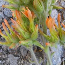 Image result for Kalanchoe lanceolata