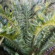 Image result for Encephalartos senticosus