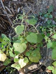 Image result for Pilea sublucens