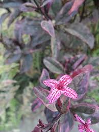 Image result for Pseuderanthemum ludovicianum