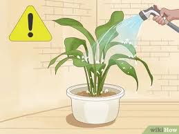 We did not find results for: 3 Ways To Save An Overwatered Plant Wikihow