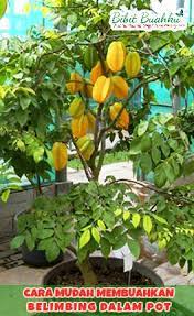 Yang terpenting ialah kalian tahu cara menanam yang benar serta perawatan yang harus dilakukan. Tabulampot Belimbing Mudah Dibuat Dan Mudah Berbuah Bibit Buahku