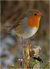 Birds That Start With F Robin Posing Beautiful Birds Birds Painting Nature Birds